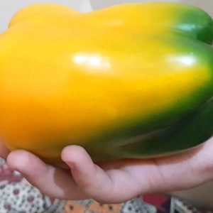 Professional Hydroponic Greenhouse Consultant