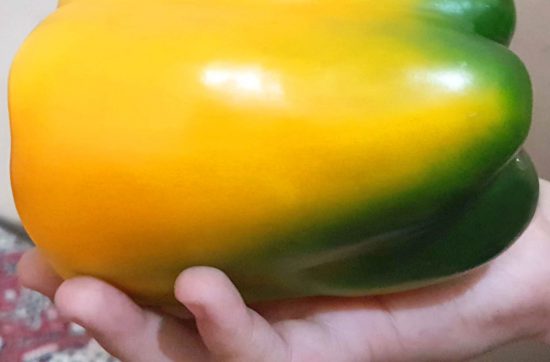 Professional Hydroponic Greenhouse Consultant