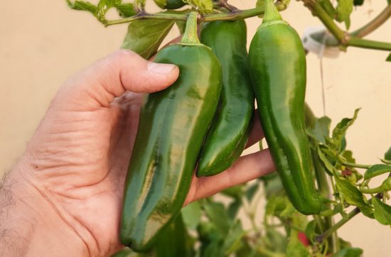 Hot and Sweet Pepper Plants