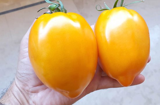 Huge Russian Tomatoes growing in Pakistan Hydroponics R&D Greenhouse
