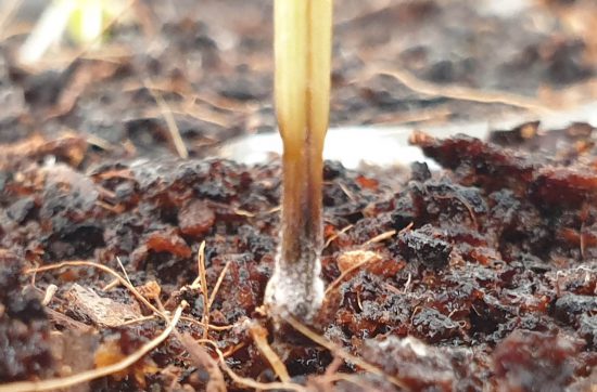 Damping-Off Disease