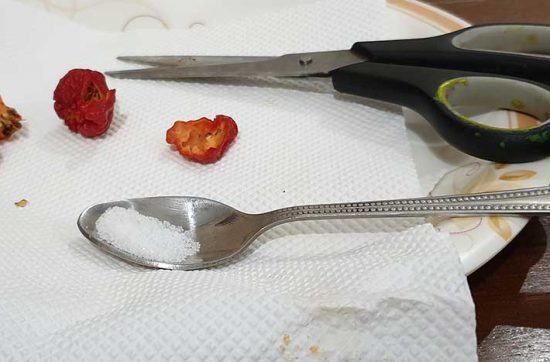 How to germinate seeds easily-Simplest and easiest way to germinate any seed