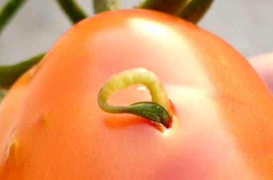 Seed sprouted on Tomato Fruit