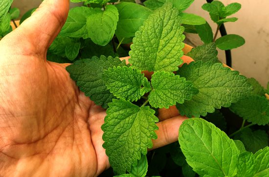 Russian Lemon Balm and Mint Plants (Free Plants)