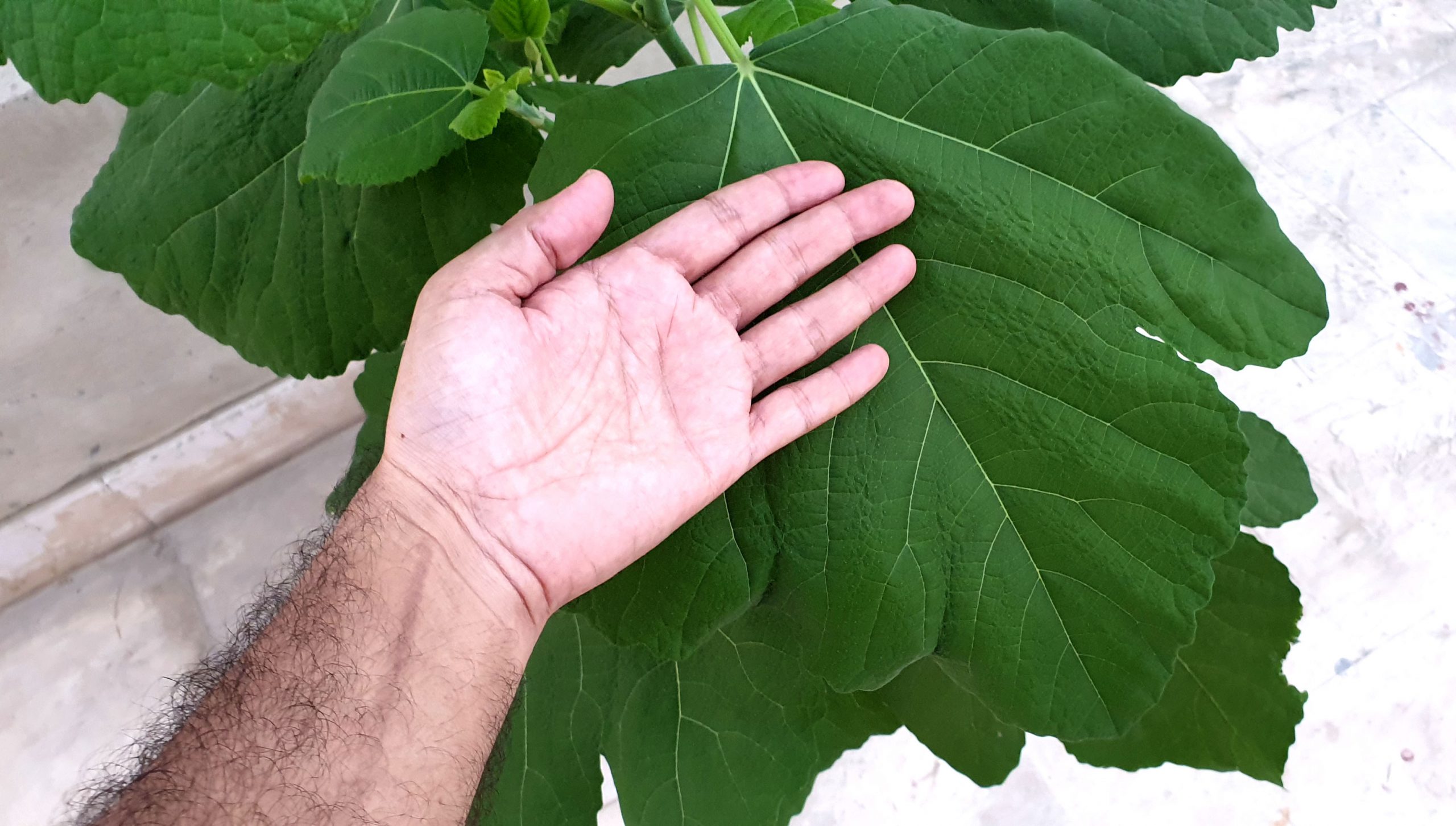 How to grow Fig Plant from cutting in Hydroponic System