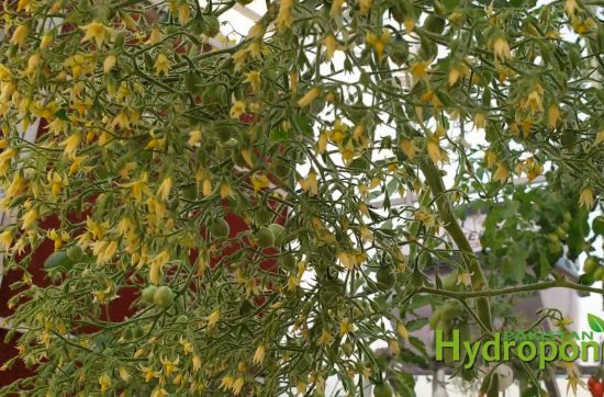 Loads of Tomato Clusters - Commercial Hydroponics in Pakistan