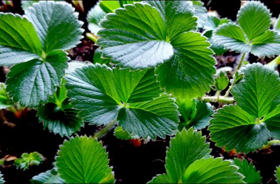 How to grow Strawberry Plants in Hydroponic System
