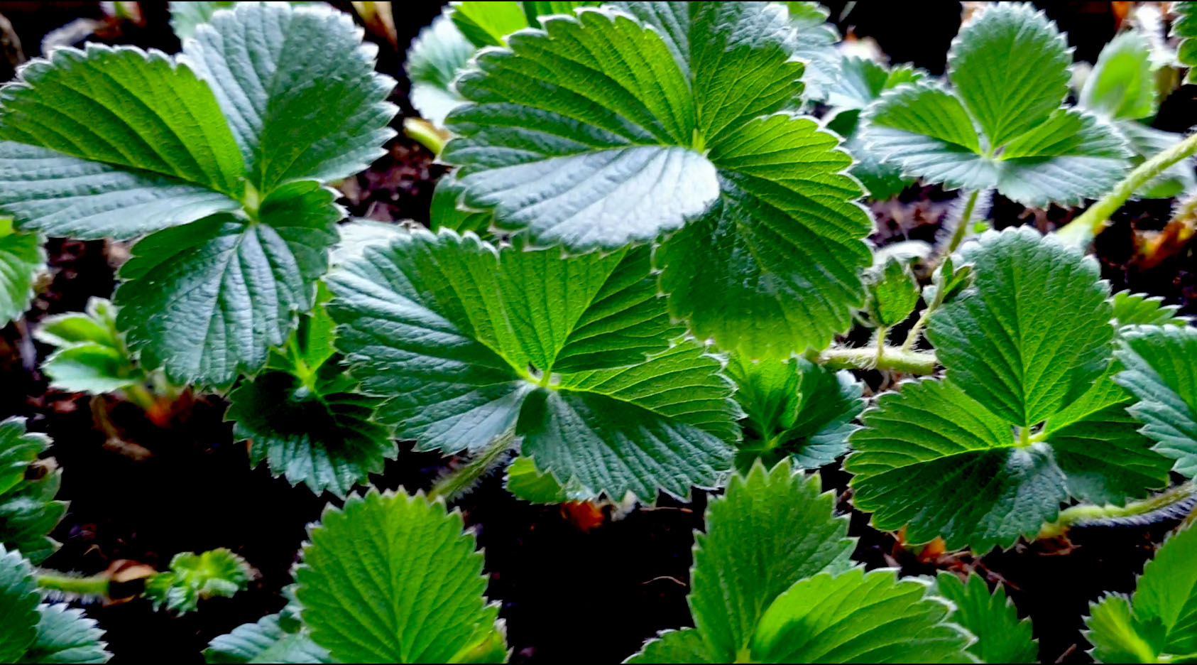 How to grow Strawberry Plants in Hydroponic System