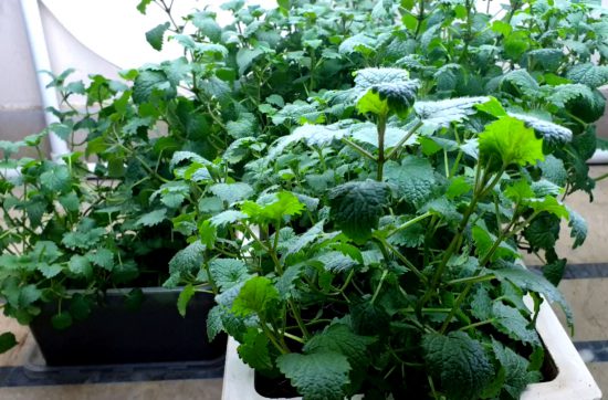 How to make Lemon Balm Tea at Home, Lemon Balm & Lemon Balm Tea benefits