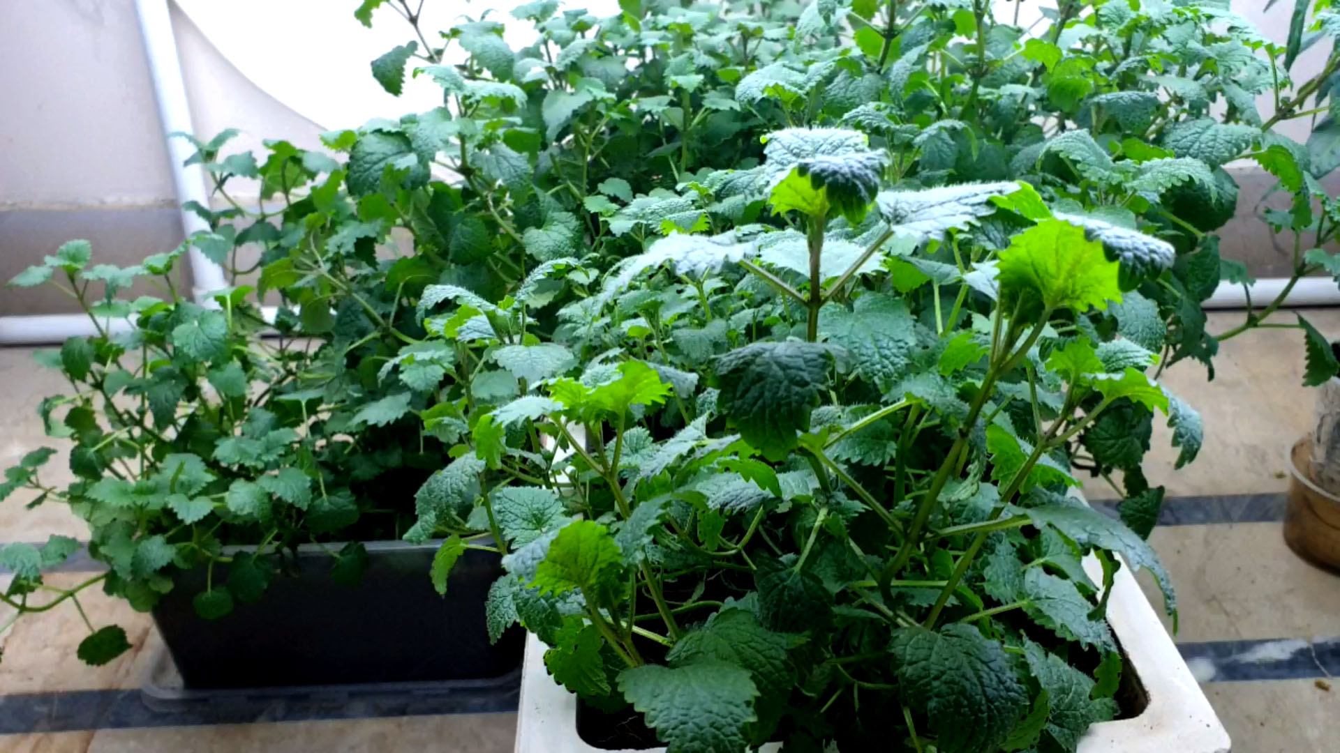 How to make Lemon Balm Tea at Home, Lemon Balm & Lemon Balm Tea benefits