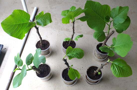 How to make Fig plants from Fig cuttings