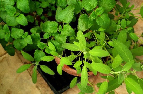 Spearmint, Peppermint, Lemon Mint, Lemon Balm and Sage Plants in Hydroponics System-ُPakistan Hydroponics-Professional Hydroponics Consultant in Pakistan