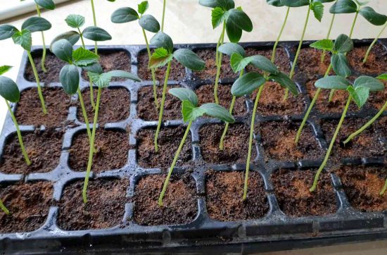 Organic Treatment for Seedlings to prevent root fungus & other diseases