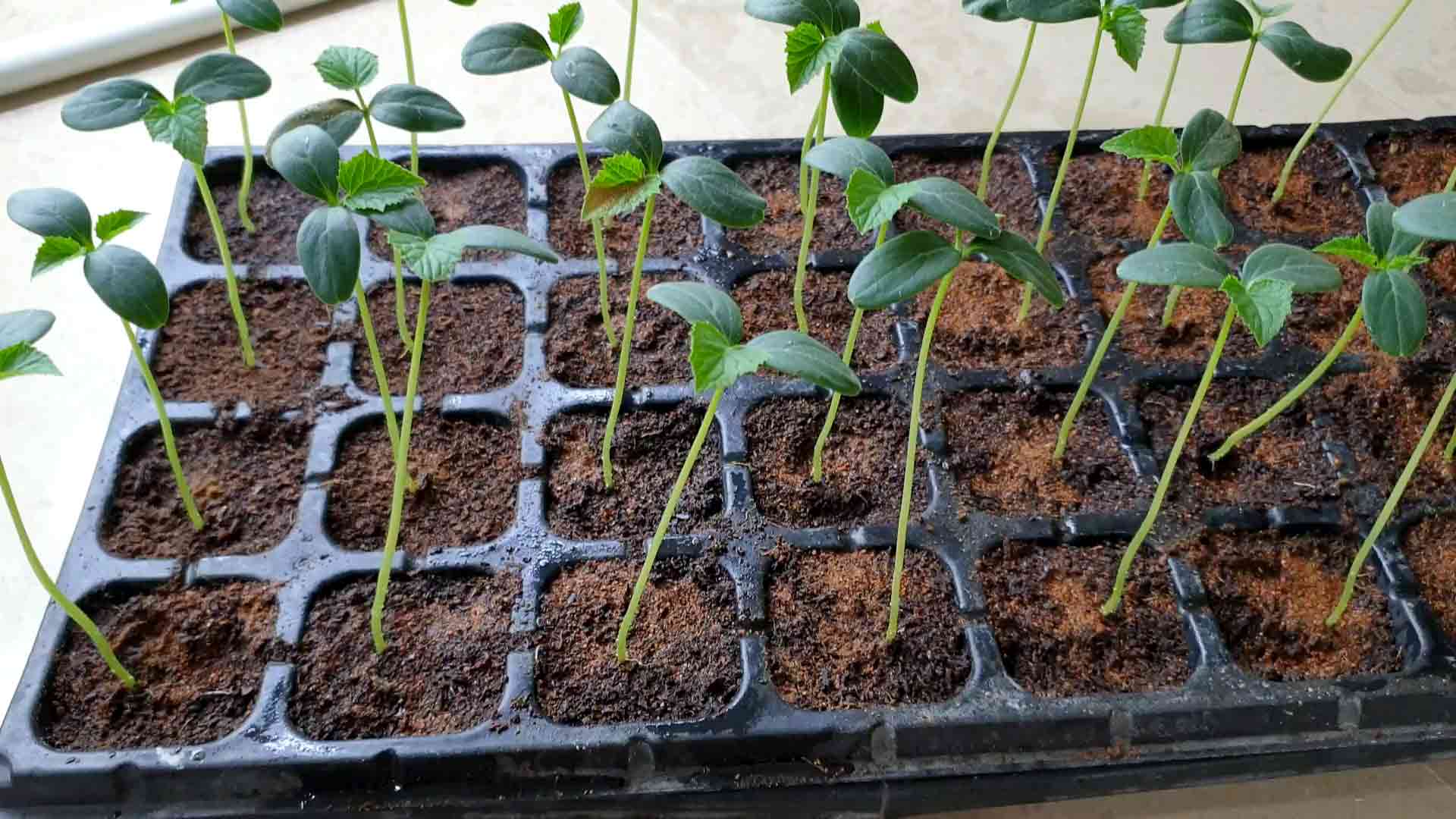 Organic Treatment for Seedlings to prevent root fungus & other diseases