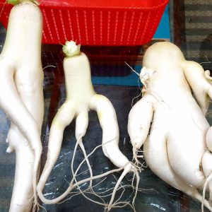 Hydroponic Radish Pakistan Hydroponics