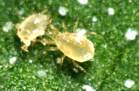 Digital Microscope for Plants to identify tiny insects and diseases by Pakistan Hydroponics
