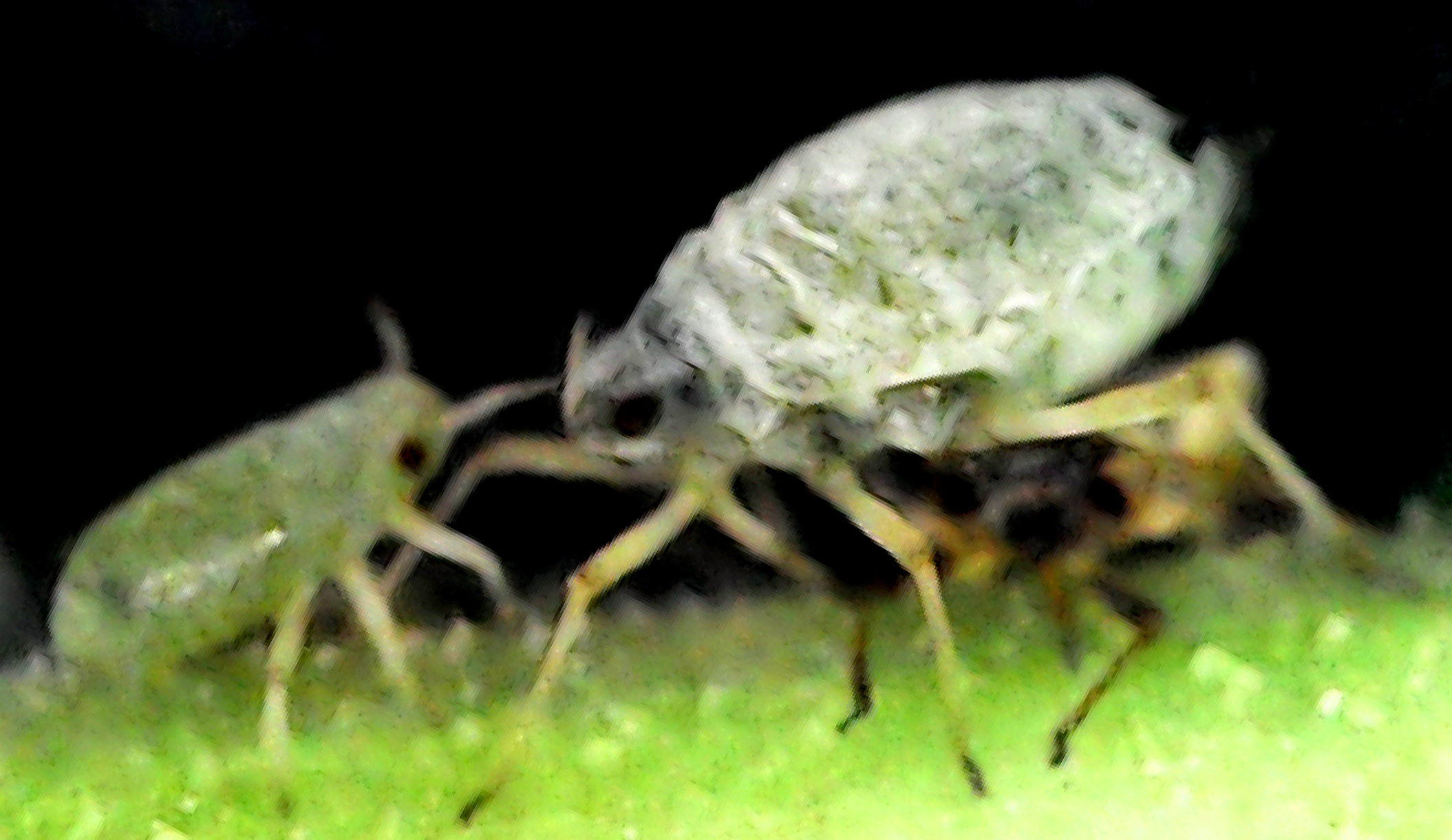 What is the reason of Ants in Plants- Aphids are the main reason of Ants in Plants By Pakistan Hydroponics-2