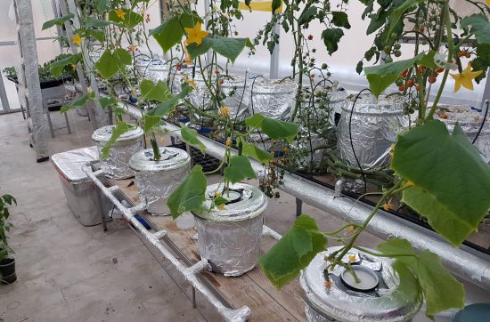 diy aeroponics home, diy, simple Aeroponics system, aeroponics for home gardeners, how to set commercial aeroponics system, Pakistan Hydroponics aeroponics system,