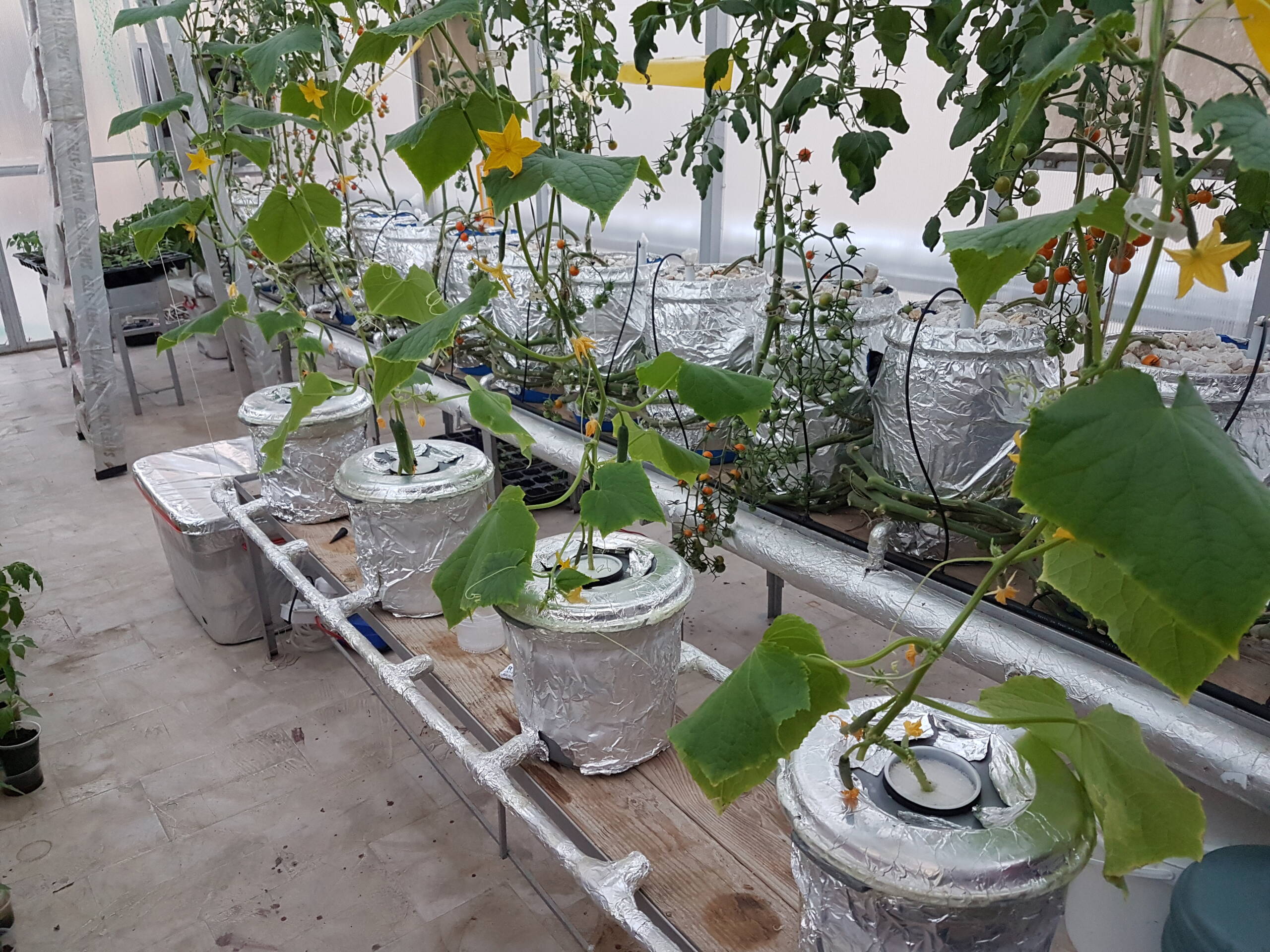 diy aeroponics home, diy, simple Aeroponics system, aeroponics for home gardeners, how to set commercial aeroponics system, Pakistan Hydroponics aeroponics system,