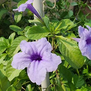 Beneficial herbal and medicinal flowering plant with unbelieveable characteristics. Easy to grow