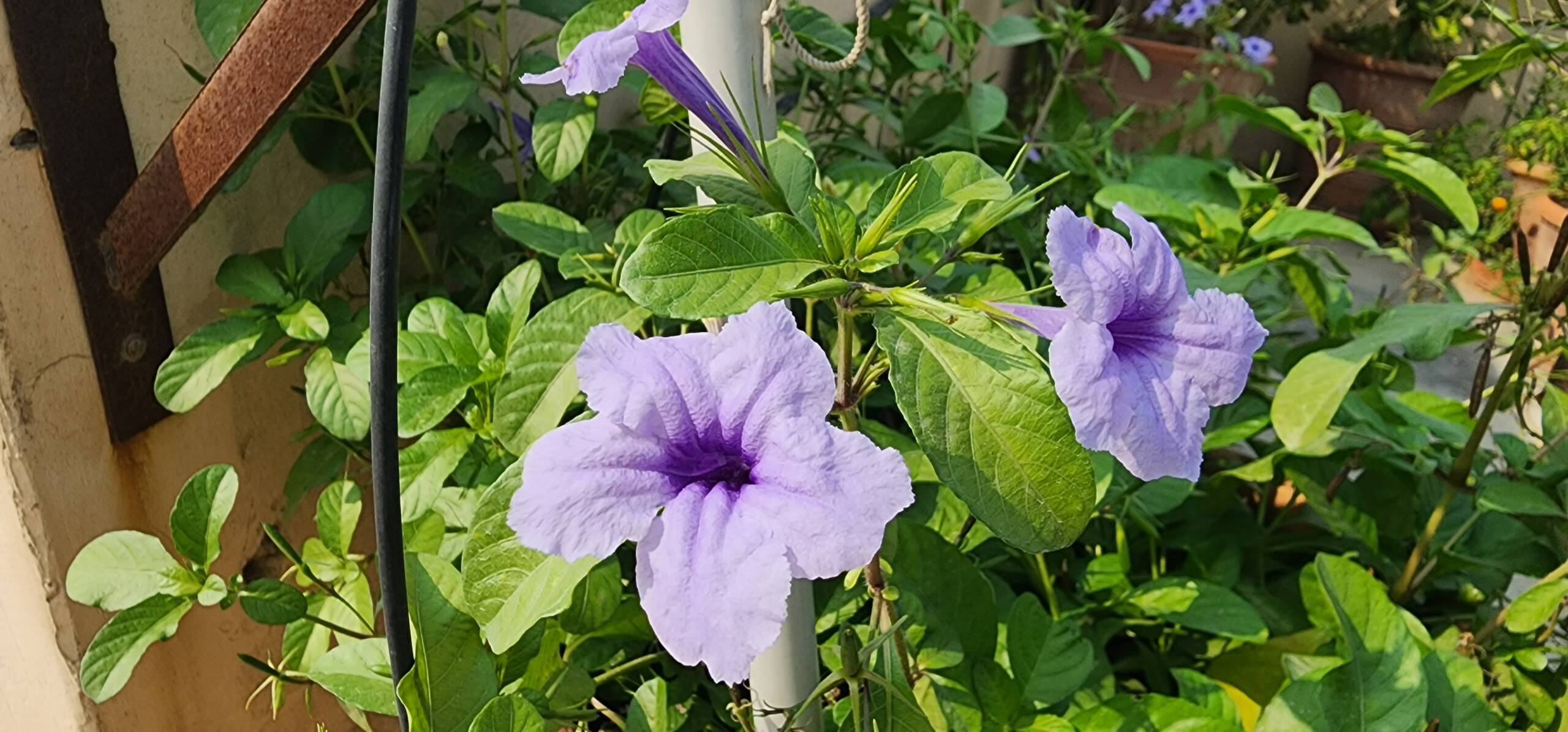 Beneficial herbal and medicinal flowering plant with unbelieveable characteristics. Easy to grow