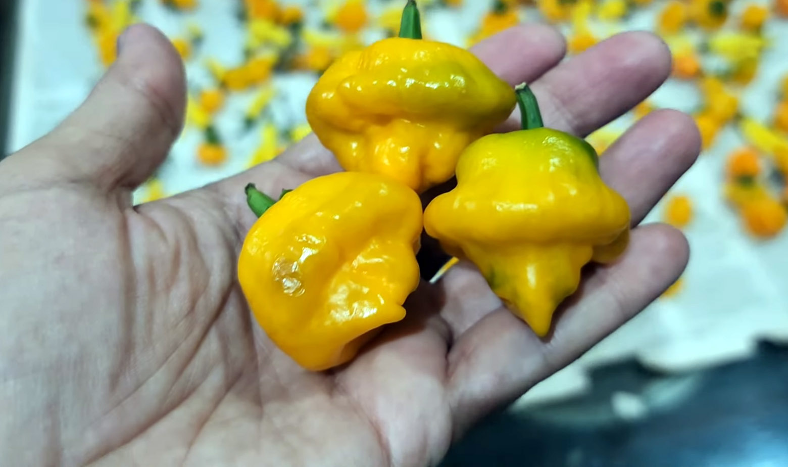 Hydroponic Orange Habanero Peppers in Hydroponic Dutch Bucket System by Pakistan Hydroponics - Hydroponics Farming in Pakistan