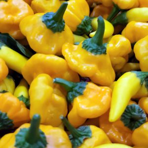 Hydroponics-Habanero-Produce-by-Pakistan-Hydroponics-Hydroponics-Farming-in-Pakistan