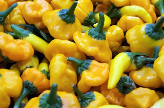 Hydroponics-Habanero-Produce-by-Pakistan-Hydroponics-Hydroponics-Farming-in-Pakistan