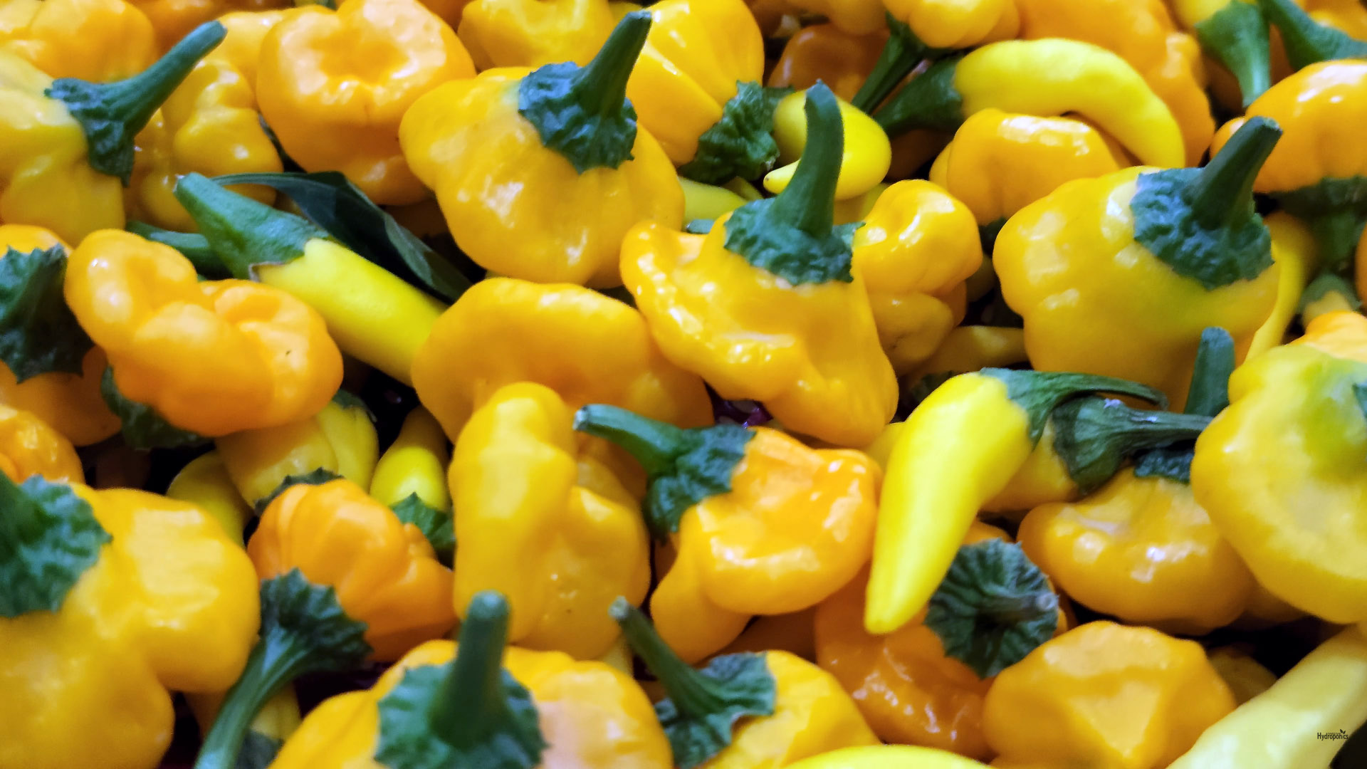 Hydroponics-Habanero-Produce-by-Pakistan-Hydroponics-Hydroponics-Farming-in-Pakistan
