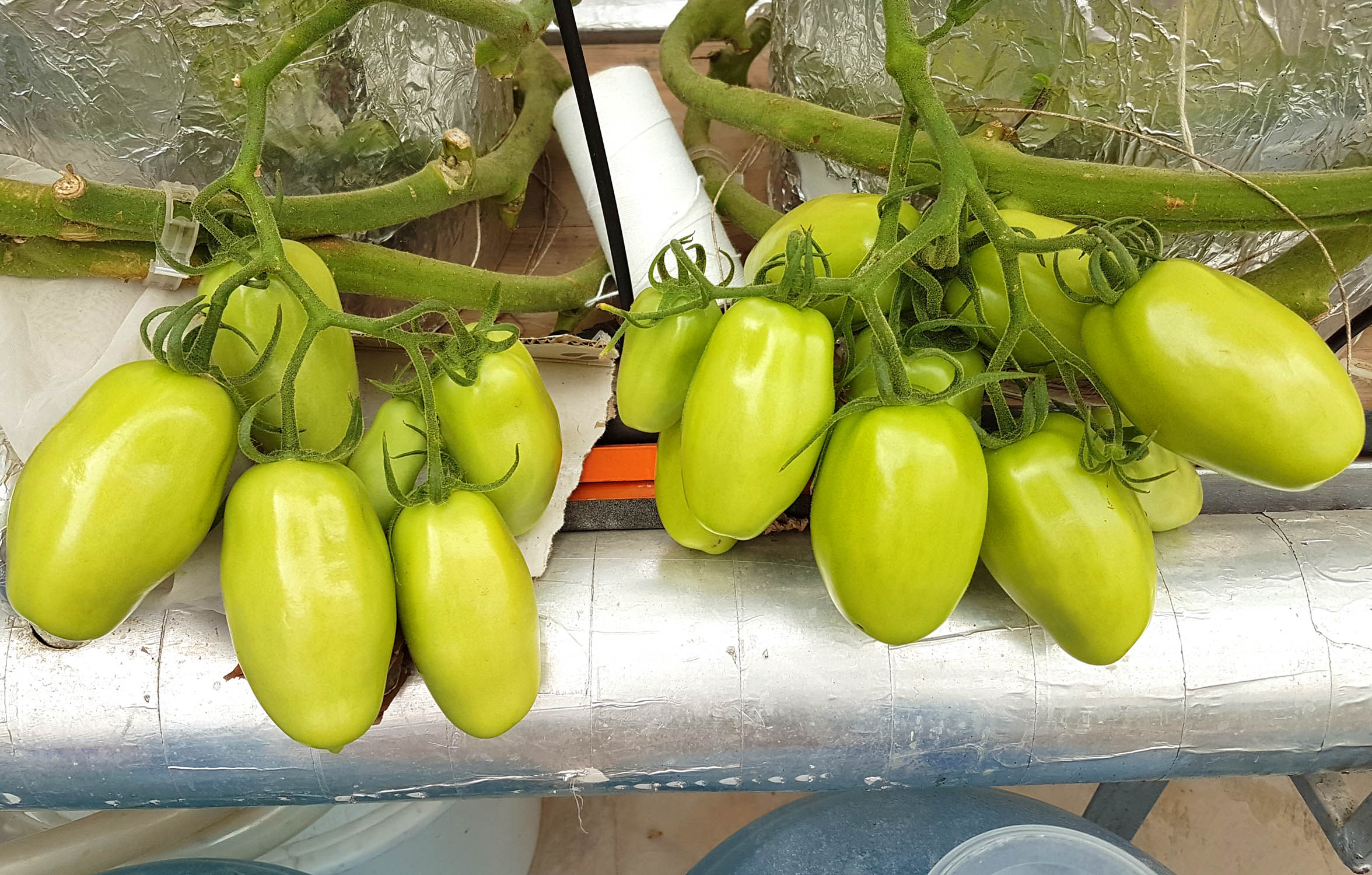 First-Climate-Controlled-Hydroponic-Greenhouse-Farming-Tomatoes-Pakistan-Hydroponics-Karachi