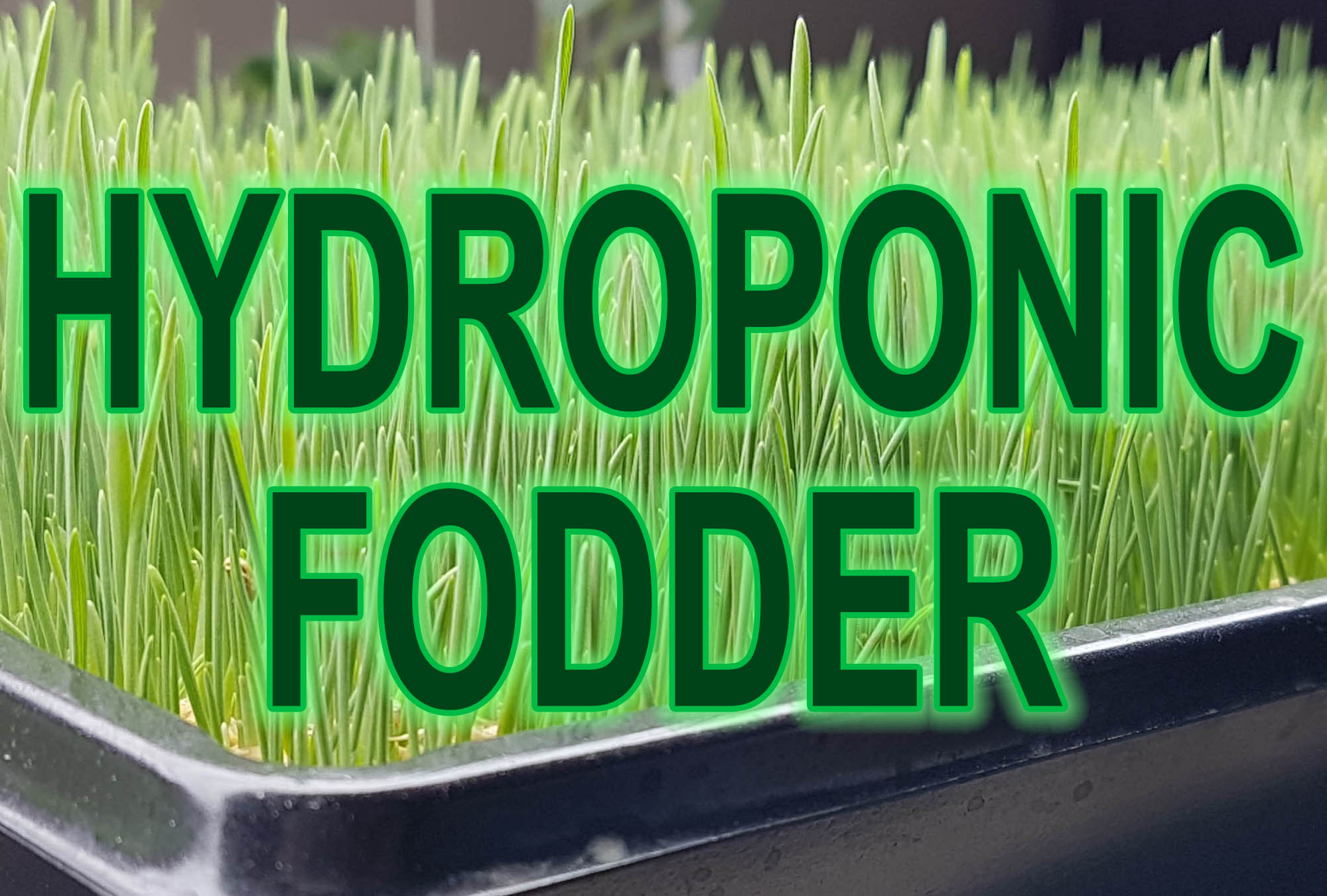 GROW-AND-BUILD-HYDROPONIC-FODDER-SYSTEM-IN-PAKISTAN-PAKISTAN-HYDROPONICS-THUMBNAIL