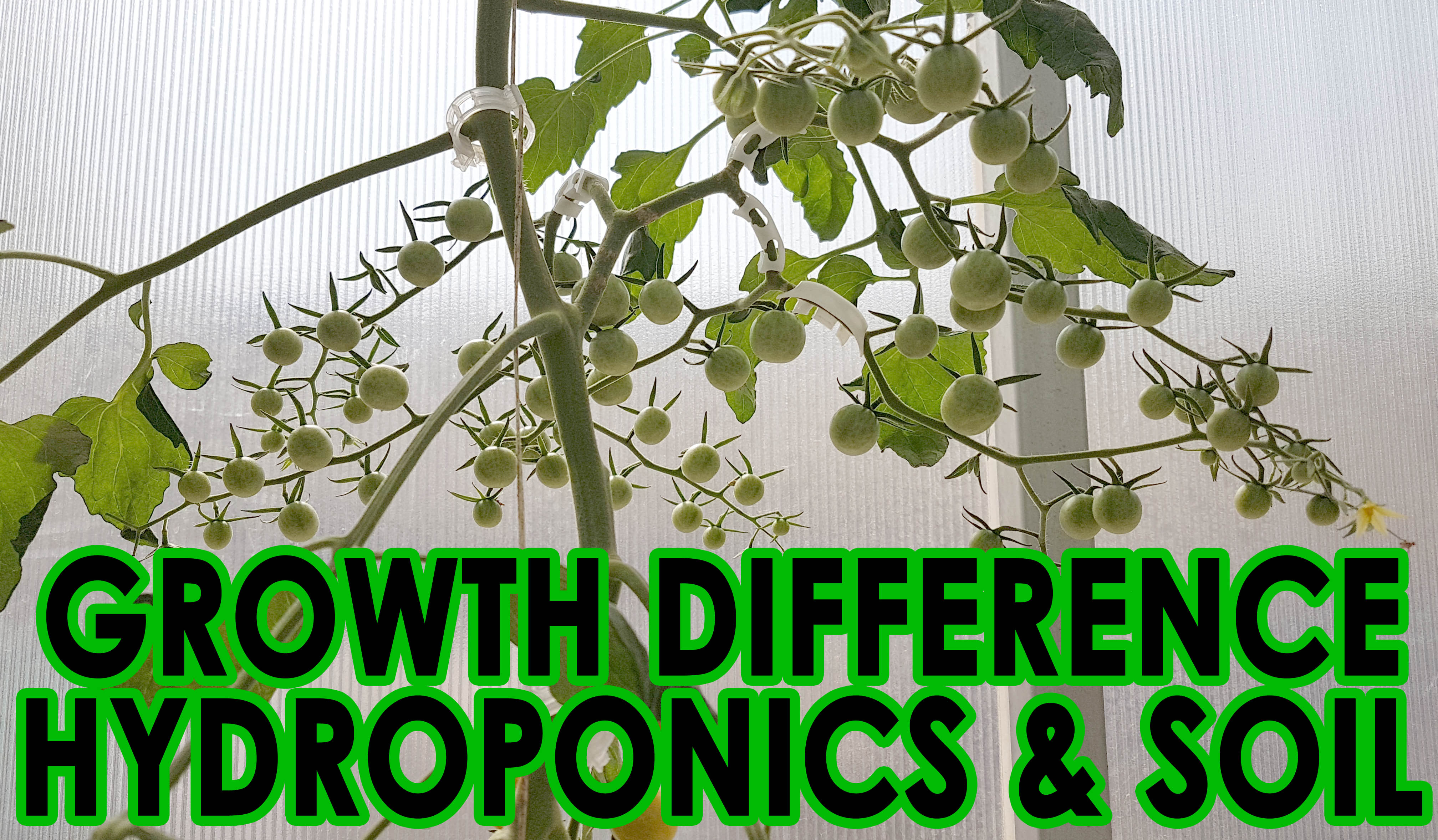 Growth-difference-between-hydroponics-and-soil-PAKISTAN-HYDROPONICS-GREENHOUSE