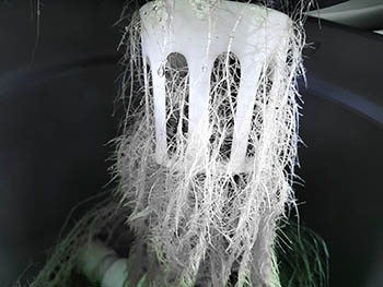Healthy-Roots-of-Hydroponic-System-for-Web