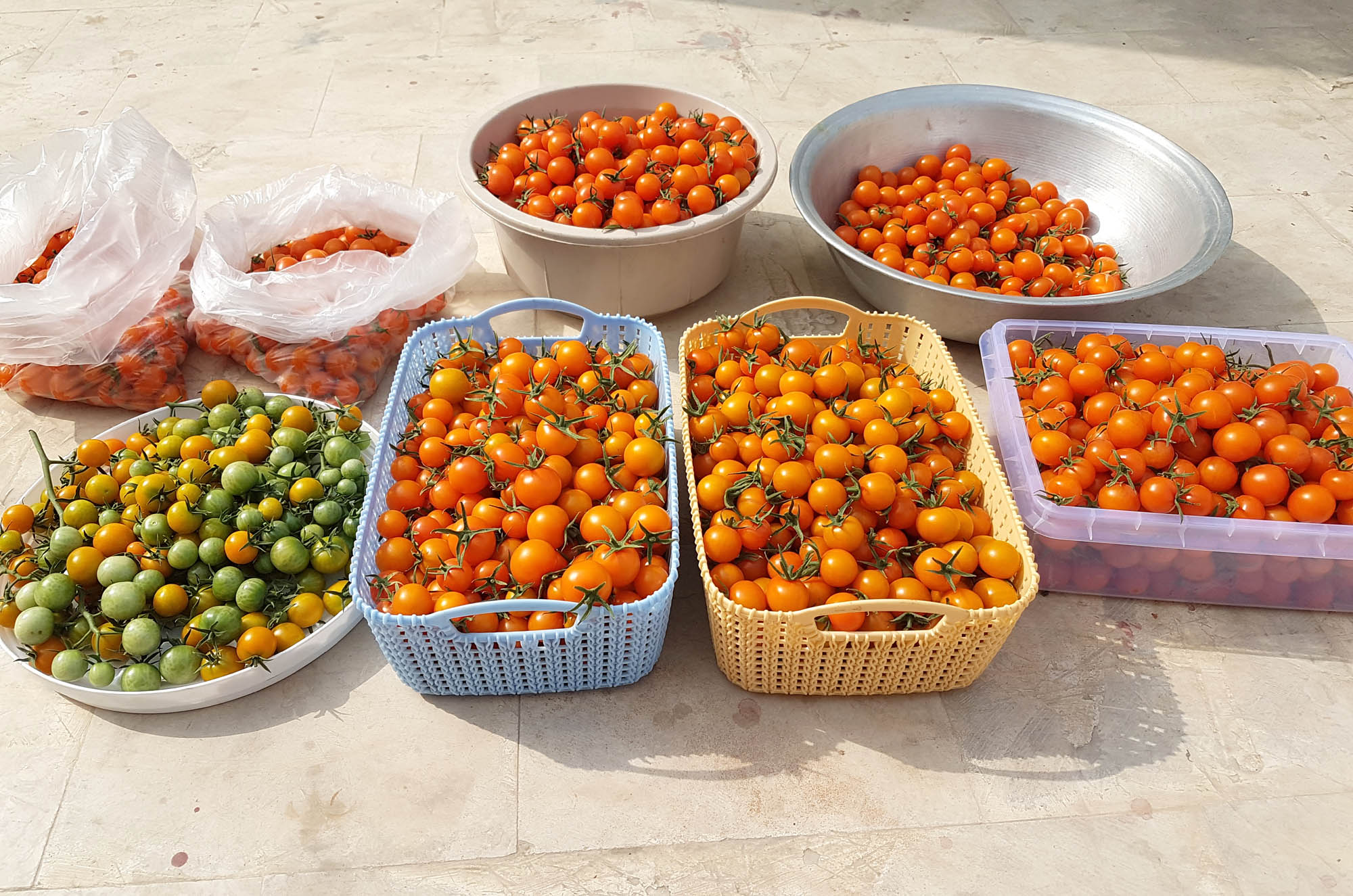 Hydroponic-Greenhouse-cherry-tomato-harvest-Pakistan-Hydroponics