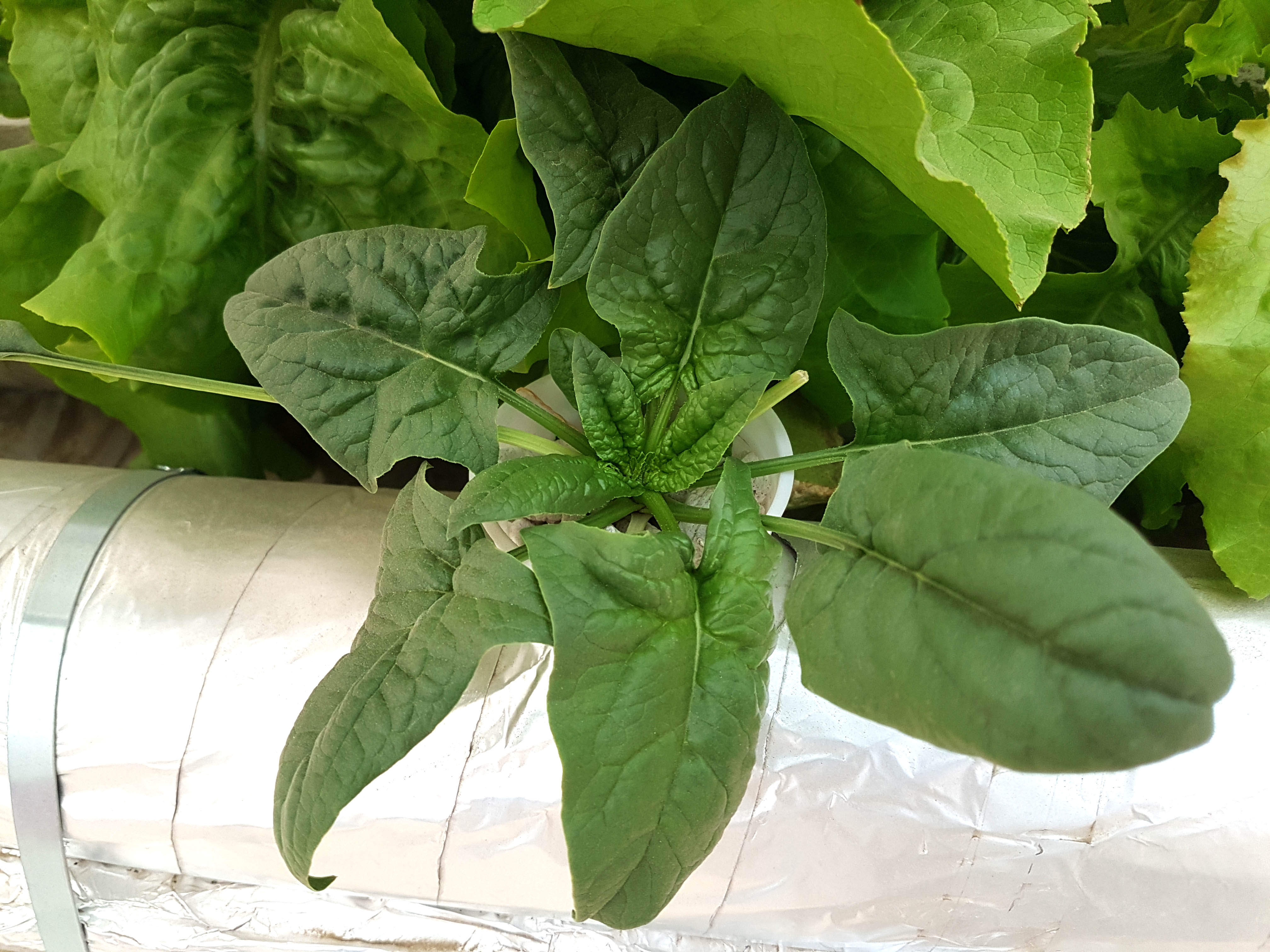 Hydroponic-Nutrient-Film-Technique-NFT-System-Spinach-in-Pakistan-For-FB