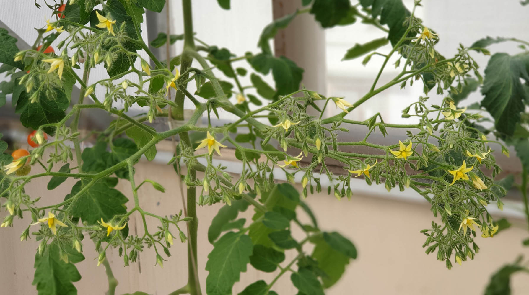 Hydroponically-grown-huge-tomato-flower-clusters
