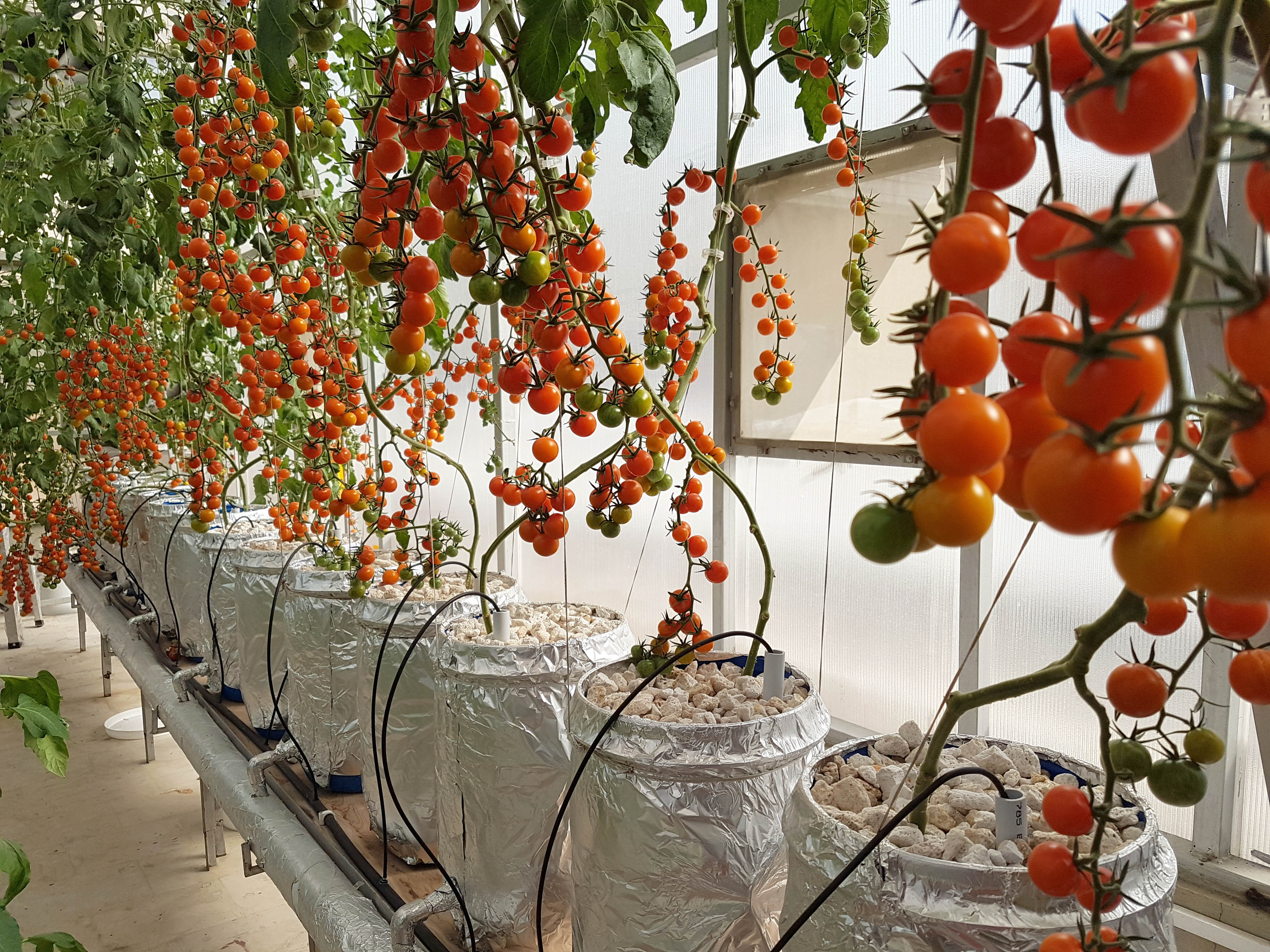 Pakistan-Hydroponic-Greenhouse-with-Climate-Controlled-and-Automated-System-Thumbnail-final-Last