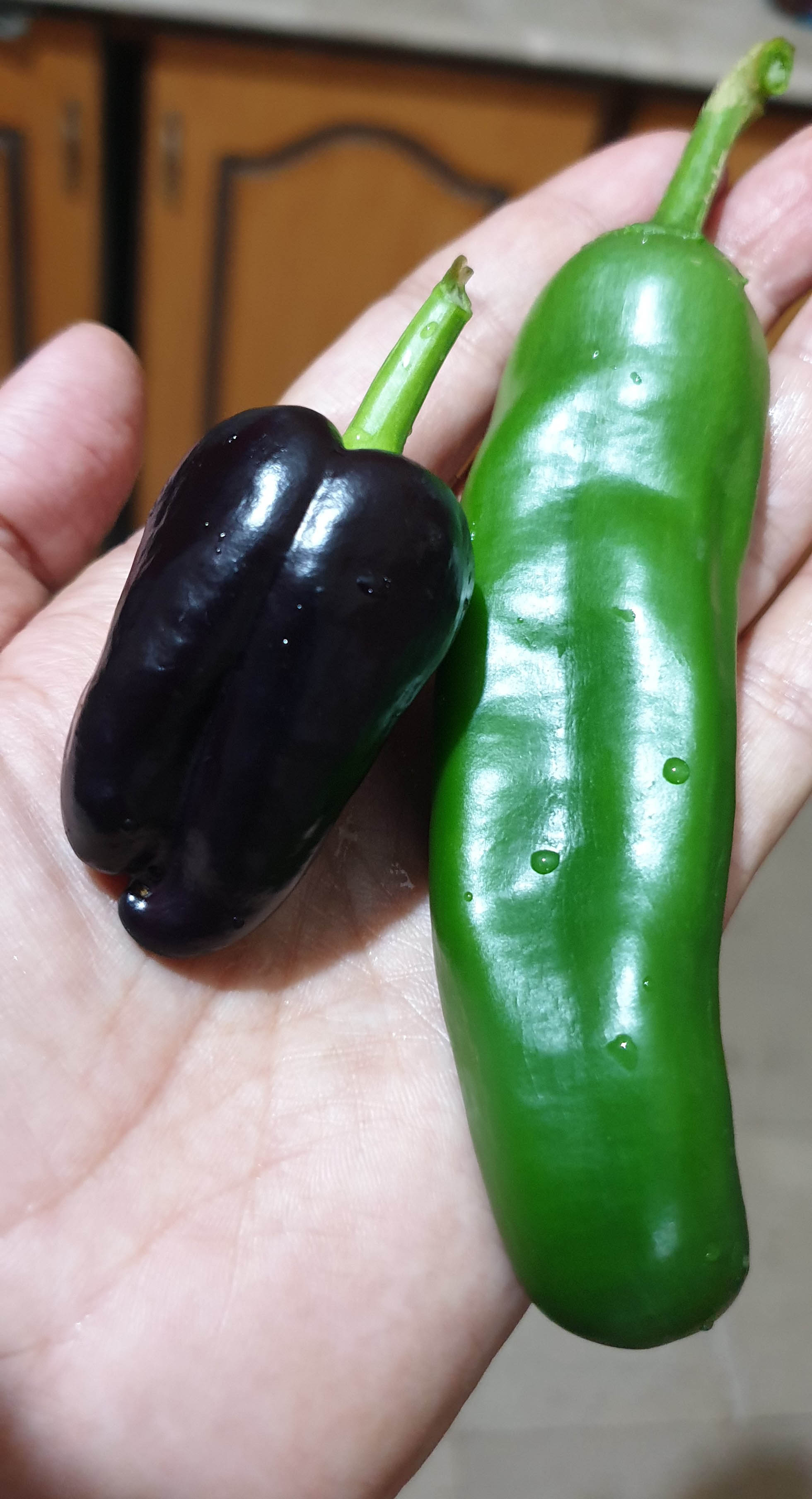 Purple-Bell-pepper-3
