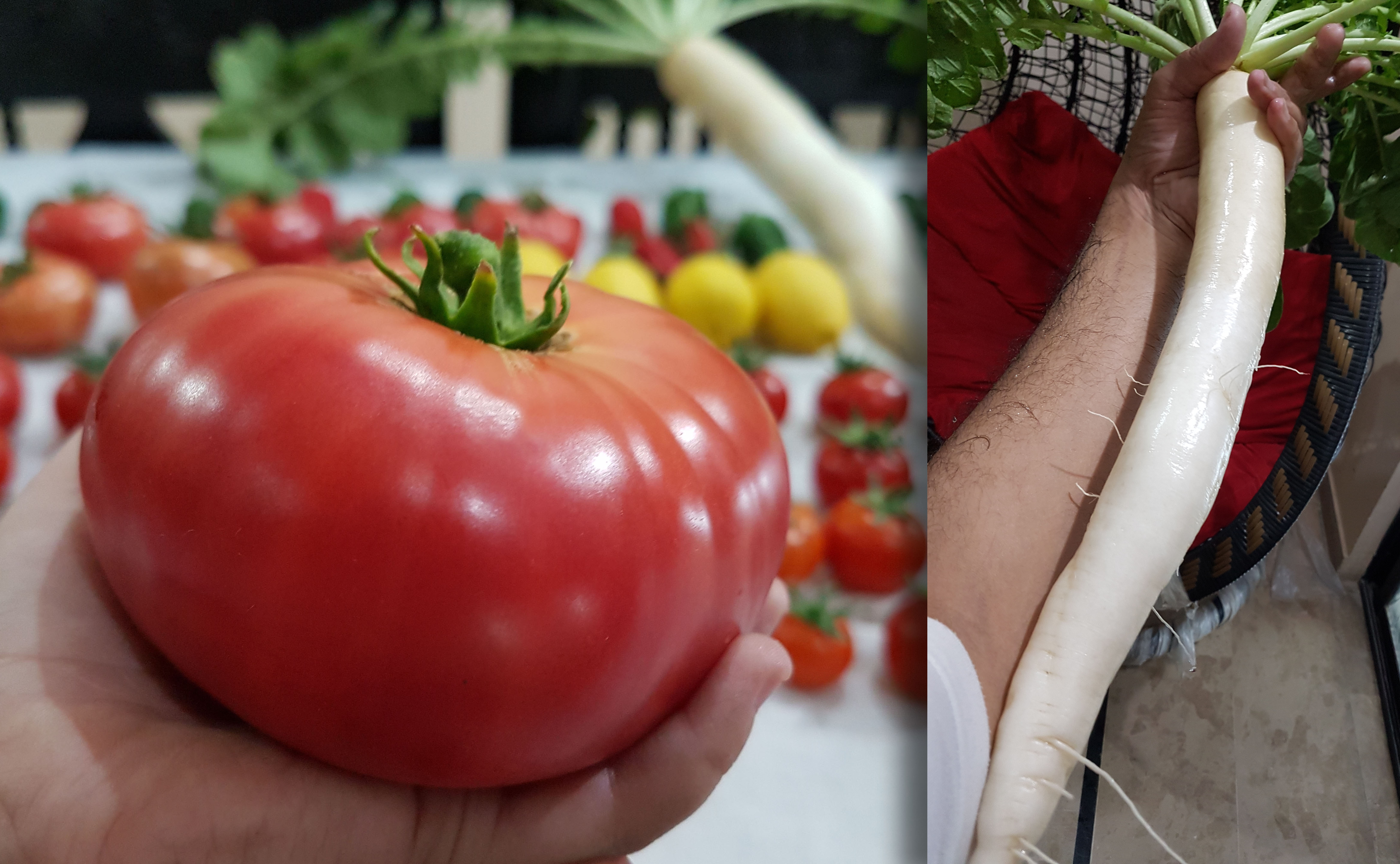 Thumbnail-of-Giant-Tomato-Giant-Radish