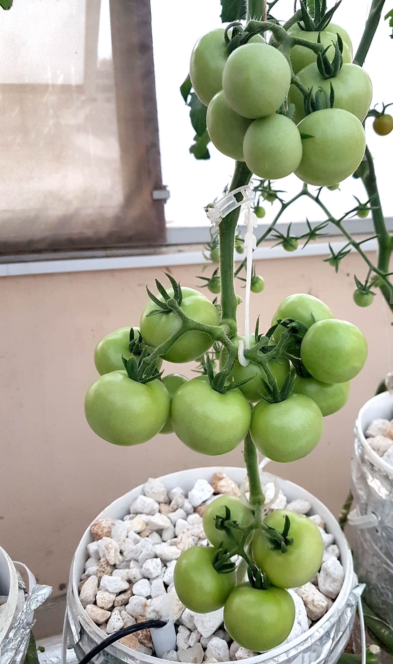Tomato-Hellfrucht-German-Variety-Pakistan-Hydroponics