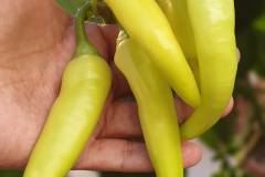 Banana-Pepper-Plant