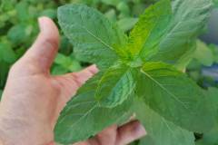 Gigantic-Mint-Plants-Growing-in-Hydroponic-System-at-Pakistan-Hydroponics-Greenhouse