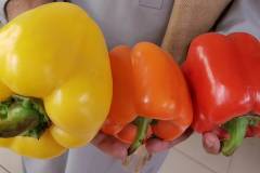 Hydroponic-Bell-Peppers