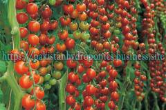 Tomatoes-growing-in-Hydroponic-Dutch-Bucket-System-at-Pakistan-Hydroponics-Consultancy-Project