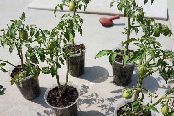 WHICH SOIL IS BEST FOR KITCHEN GARDEN visual data 2