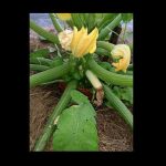 Blossom end rot of zucchini squash 