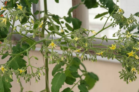 Hydroponically grown huge tomato flower clusters