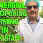 Commercial Hydroponics Farming In Pakistan
