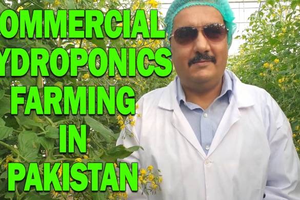 Commercial Hydroponics Farming In Pakistan