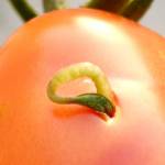 Seed sprouted on Tomato Fruit